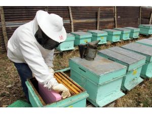 Balda 100 bin ton rekolte beklentisi