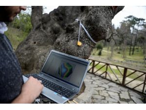 İstanbul'da 5 bini aşkın ağaç MR'a girdi