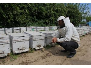 Arı ölümlerinde zirai ilaç şüphesi