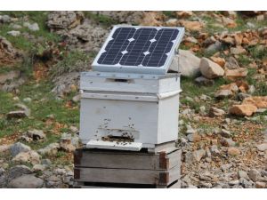 Arılar Soğuktan Ölünce Güneş Enerjili Kovan Geliştirdi