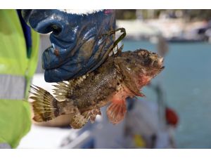 Bodrum'da Deniz Temizliği Çalışması