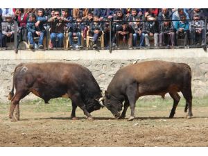 Artvin'de Sezonun İlk Boğa Güreşleri Sona Erdi
