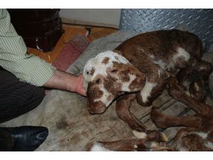 Kastamonu'da Çift Başlı Buzağı Doğdu