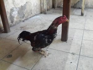 Adana'da "Bahisli Horoz Dövüştürme" İddiası