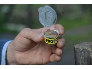 Doğal Antibiyotik: Propolis