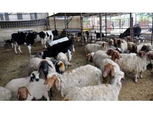 Kilis'te Hayvan Kaçakçılığı