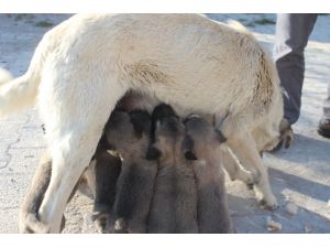 Gözleri Görmeyen Köpek, 20'den Fazla Yavruya Annelik Yapıyor