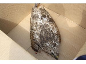 Yaralı Kızıl Şahin Tedavi Ediliyor