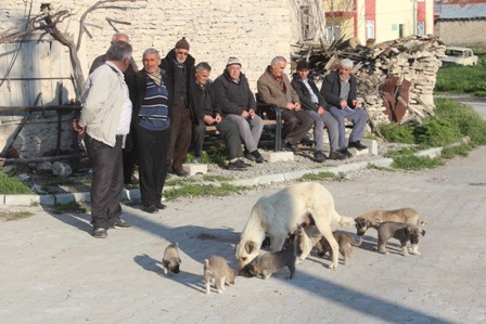 20'den fazla yavruya annelik yapıyor
