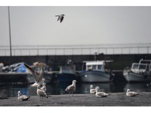 "Fiyatlar, Esnafa Balık Azlığını Hissettirmedi"