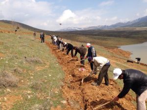 Hüyük Göleti'nin Çevresine 10 Bin Sedir Fidanı Dikildi