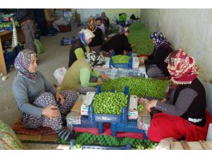 Mersin'de Eriğin Kilogramı 8 Liraya Kadar Düştü