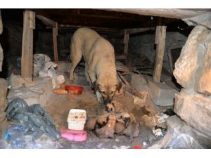 Kangal Kırması "Garip" Ve 16 Yavrusuna Esnaf Sahip Çıktı