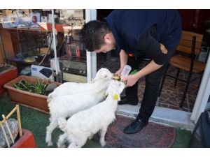 Oğlağı İşyerinde Biberonla Besliyor