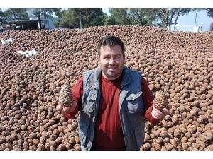 Aydın'da Çam Fıstığı Bereketi