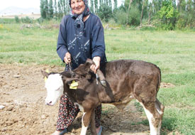 Dana 5 ayaklı dünyaya geldi