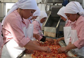 Beyaz kirazda hasat gecikti