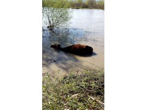 Çamura Saplanan İneği İtfaiye Ekipleri Kurtardı