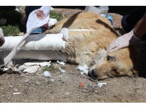 Köpeğin Kırılan Bacakları Alçıya Alındı