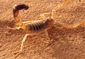 Parmağından akrep soktu