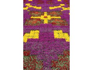 Sultanahmet Meydanı'na 545 Bin Laleden Halı Motifi