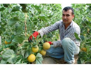 Erkenci Kavun, Kilosu 3,5 Liradan Satılıyor