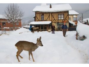 Büyüttüğü Karacayı Geri İstiyor