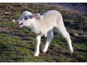 Mihalıççık'taki 3 Bacaklı Kuzu Şaşırttı