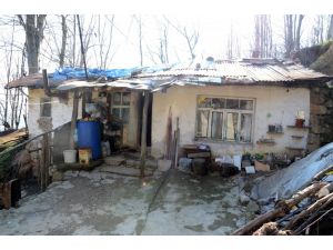 Ödünç Aldığı İneğin Sütünü Satarak Ailesine Bakıyor