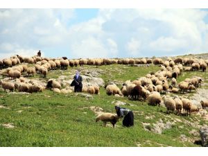 Yağışlar, Besicilerin Yüzünü Güldürdü