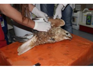 Yaralı Bulunan Kızıl Şahin, Tedavi Altına Alındı