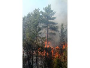 Muğla'da Orman Yangını