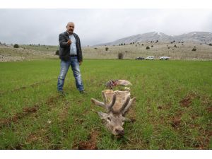 Koruma Altındaki 4 Kızıl Geyik Telef Edildi