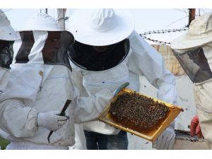 Çubuk’ta Arıcılara Uygulamalı Eğitim Veriliyor