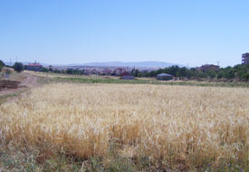 Hububat rekoltesi yükselecek