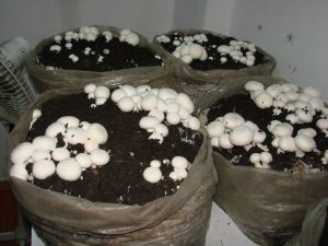 Kaymakamlık Odasında "Kültür Mantarı" Yetiştiriyorlar