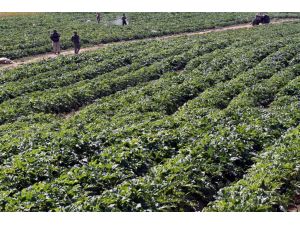İsrail'den Gazze Tarımına Biyolojik Saldırı