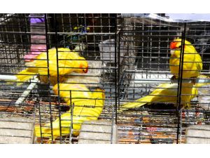 Eminönü'nde Kaçak Papağan Operasyonu