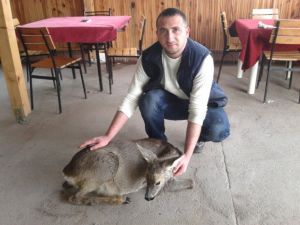 Köpekten Kaçarken Denize Düşen Karaca Kurtarıldı