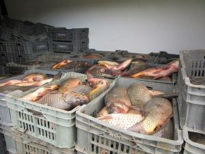 Minibüste 800 Kilogram Kaçak Avlanmış Balık Ele Geçirildi