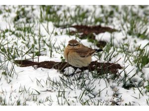 Nisan Karı Yaşamı Olumsuz Yönde Etkiledi