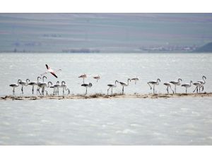 Flamingo Yavruları Kuş Cennetine Renk Kattı