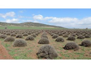 Isparta'ya Lavanta Vadisi Projesi