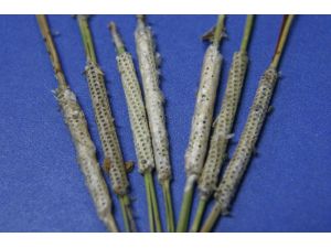 Çam Kese Böceğiyle Mücadele Çalışmaları