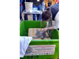 35. Uluslararası Deniz Kaplumbağaları Sempozyumu