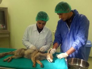 Kayseri'de Yaralı Tilki Yavrusu Tedavi Altına Alındı