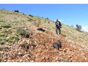 Üzerine Yıldırım Düşen Çoban Yaralandı