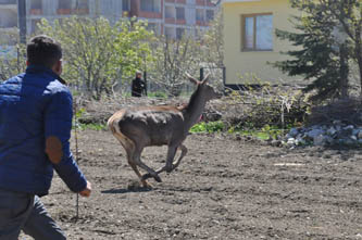 Akşehir'de geyik operasyonu