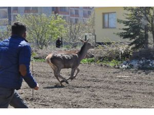 Yaralı Geyik İlçe Merkezine İndi