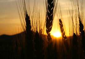 Nisan bereketi rekoltede artış getirecek